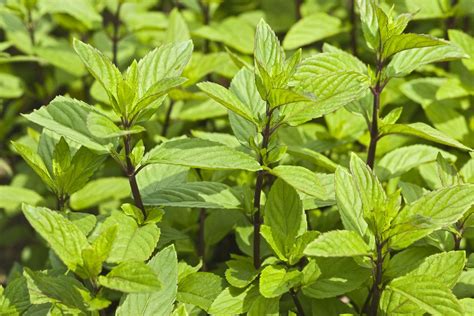 Discover how to fight them and save your crops. How to Grow and Care for Chocolate Mint Plant