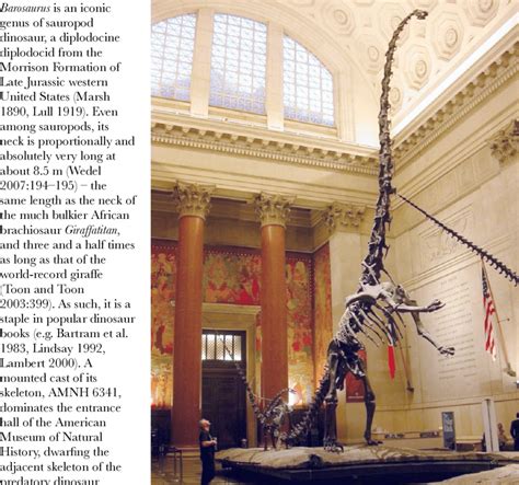 Mounted Cast Skeleton Of Barosaurus Referred Specimen Amnh 6341 In The