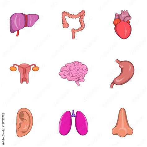 Human Organs Icons Set Cartoon Illustration Of 9 Human Organs Vector