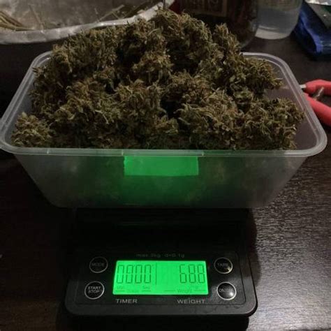 Reserva Privada Og Kush Grow Journal By Sompas Growdiaries