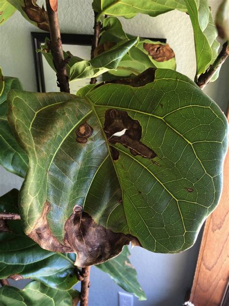 Check spelling or type a new query. Bacterial Leaf Spot Fiddle Leaf Fig | Fig plant, Brown spots on fiddle leaf fig, Fiddle leaf fig ...