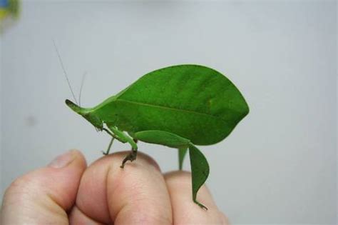 Unbeleafable Katydid Mimics A Green Leaf To Perfection Featured Creature