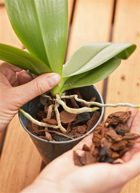 The Best Orchid Care To Keep These Beautiful Plants Thriving Orchid