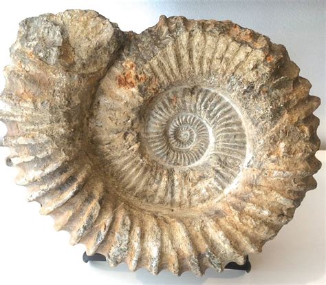 Unknown Large Ammonite Fossil Shell Sculpture Ammonite Fossil