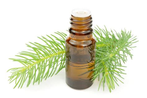 Pine Essential Oil Stock Image Image Of Essential Brown 19685401