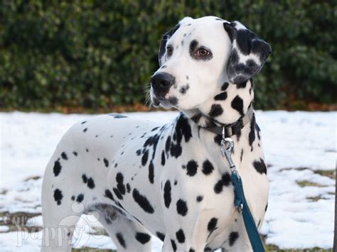 33 Long Haired Dalmatian Puppies For Sale Picture Bleumoonproductions