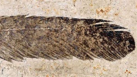 First Fossil Feather Ever Found Belonged To Archaeopteryx