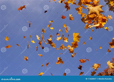 Falling Maple Leaves Stock Image Image Of Sunny Blue 11620057