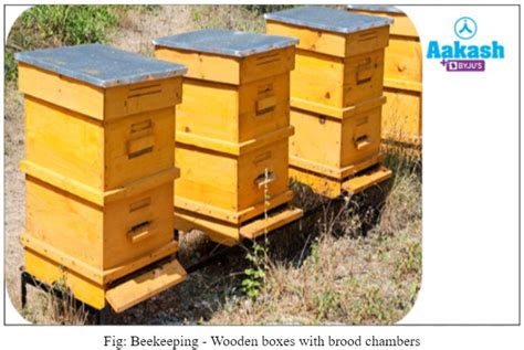 Beekeeping Meaning Methods Advantages And Farm Aesl
