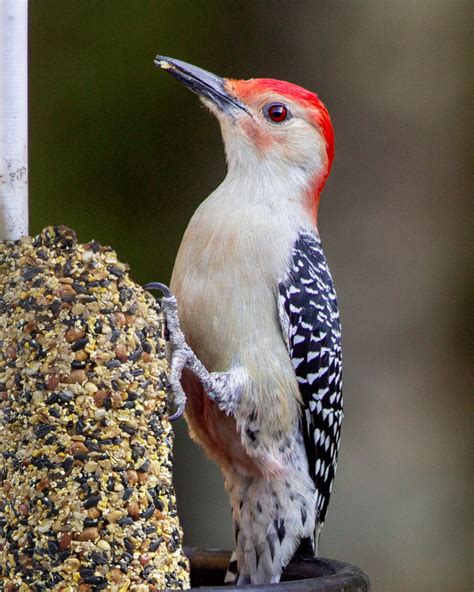 Red Bellied Woodpecker Feederwatch