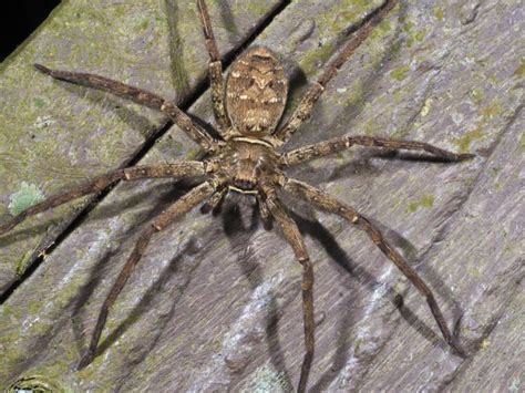 Wolf Spider Bites 9 Ways To Recognize What They Are Findatopdoc
