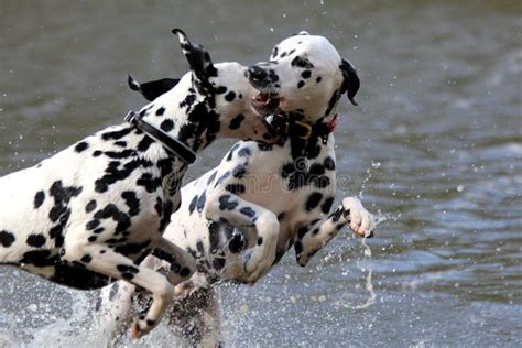 Dalmatians Play Fighting In Water Stock Image Image Of Pond Running