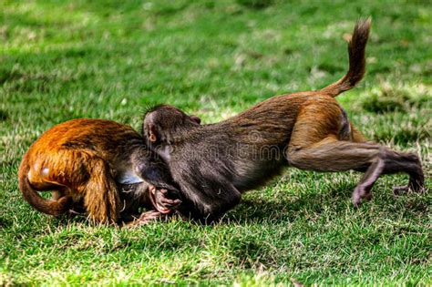 Monkey Fight In The Park Stock Image Image Of Care 217002681