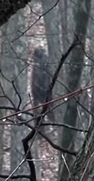 Bigfoot Or Just A Man In A Fur Coat Ohio Hikers Are Mocked For