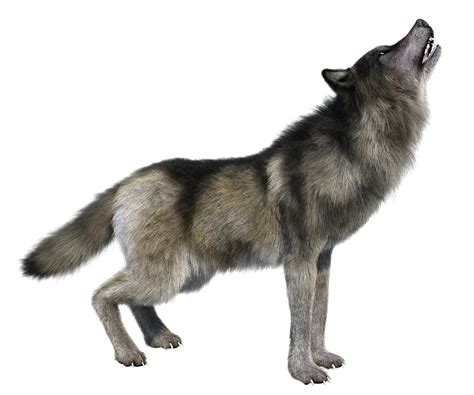 The gray wolf or grey wolf (canis lupusa), also known as the timber wolf or western wolf,b is a canine native to the wilderness and remote areas of eurasia and north america. Howling wolf PNG HD image Transparent