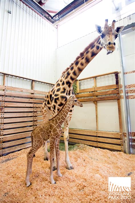 Giraffe Baby Takes Her First Steps Outside