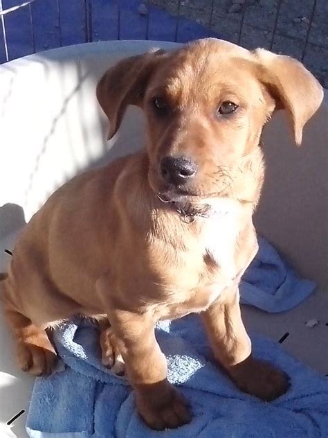 Cindy Puppy Rescue In Spain