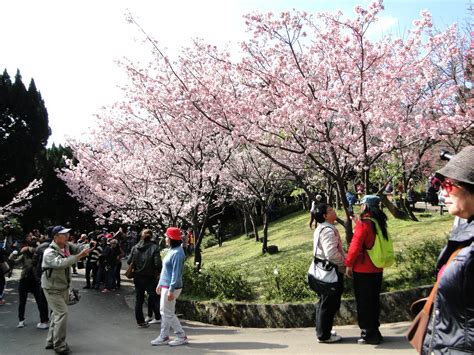 Taiwan Trips Nature Lovers And Cherry Blossoms