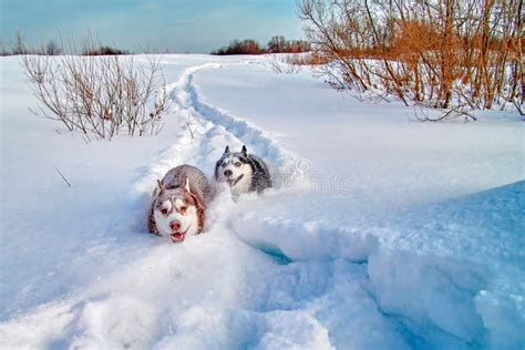 Walk With Loved Pets Siberian Husky Playing On Winter Walk Husky Dogs