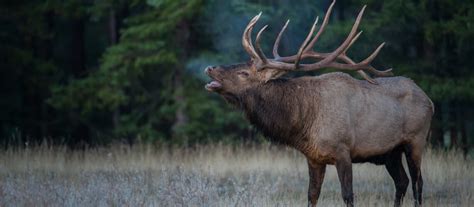Elk Hunting In Montana What You Need To Know Bookyourhunt Blog