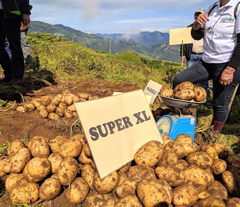 Reaping The Rewards Of Sustainable Potato Farming Jg Summit Holdings