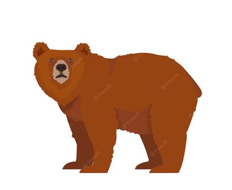 Premium Vector Brown Or Grizzly Bear