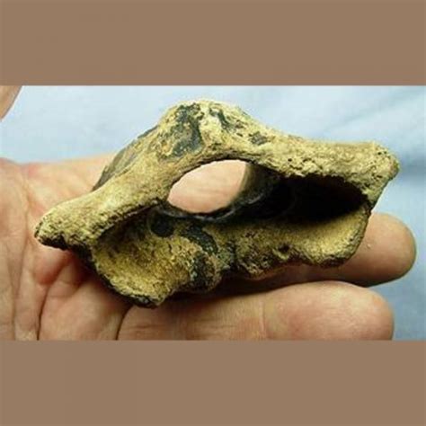 Bison Camel And Deer Fossils Archives Fossils And Artifacts For Sale