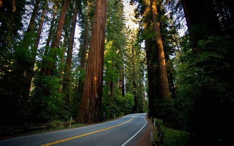 46 Redwoods Backgrounds And Wallpapers