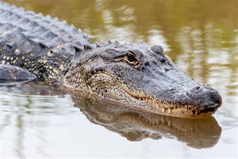 39700 Alligator Stock Photos Pictures And Royalty Free Images Istock