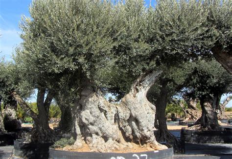 Pin On Old Olive Trees