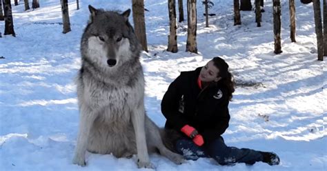 Giant Wolf Sits Down Next To This Lady But Watch The