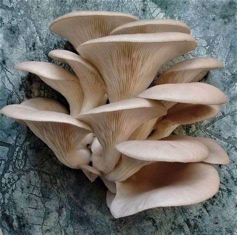 If you buy these specialty fungi on the market, they in conclusion, oyster mushrooms are beneficial to your health and lots of fun to grow. 24 Stunning Ways To Cook Mushrooms (For Home, Party or as ...