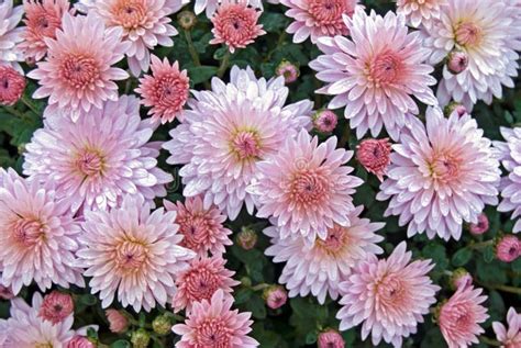 Pink Mums Stock Image Image Of Plant Dainty Fall Petal 11438767