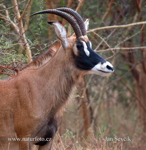 Roan Antelope Photos Roan Antelope Images Nature Wildlife Pictures