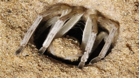 Desert Spiders Have Mastered The Technique Of Working With Dry Sand By