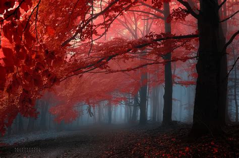 Wallpaper Sunlight Landscape Forest Red Branch Sunrise Morning