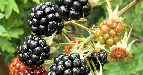 Czy jeżyna to czarna malina? | Ogród przydomowy - blog ogrodniczy, uprawa warzywnika
