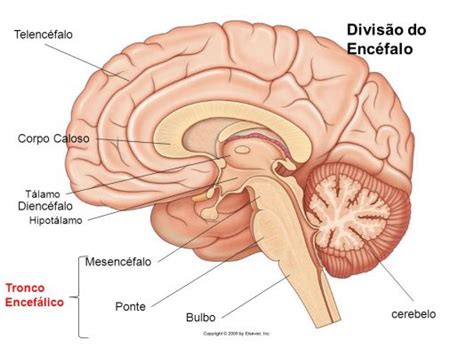 Tronco encefálico Anatomia papel e caneta
