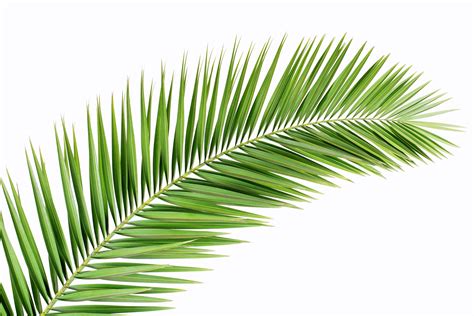 Black And White Background Palm Leaves White Background
