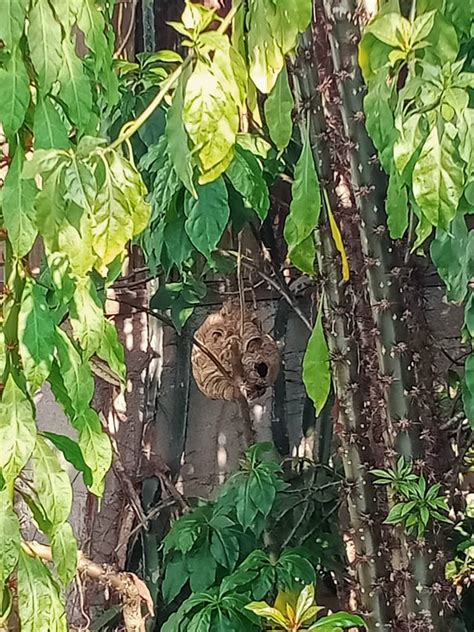 Pusat perlindungan pernim, is a orphanage (en) located at jln 47 kg baru cheras in kampung cheras baru. Cara Elak Anak Diserang Tebuan, 1-2 Sengatan Sebabkan ...