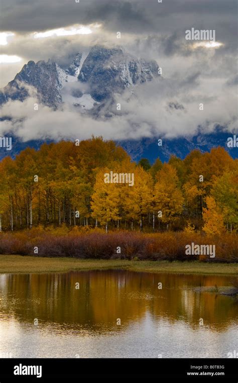 Aspen Trees And Fall Storm Clouds Over Mount Moran At Oxbow Bend Snake