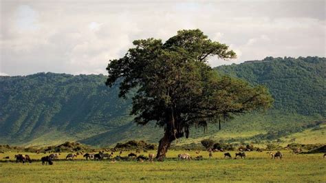 Ngorongoro Crater Volcanic Crater Tanzania Britannica