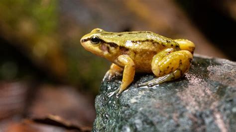 S37 E11 Meet One Of The Rarest Frogs On Earth Watch Nature Pbs Online