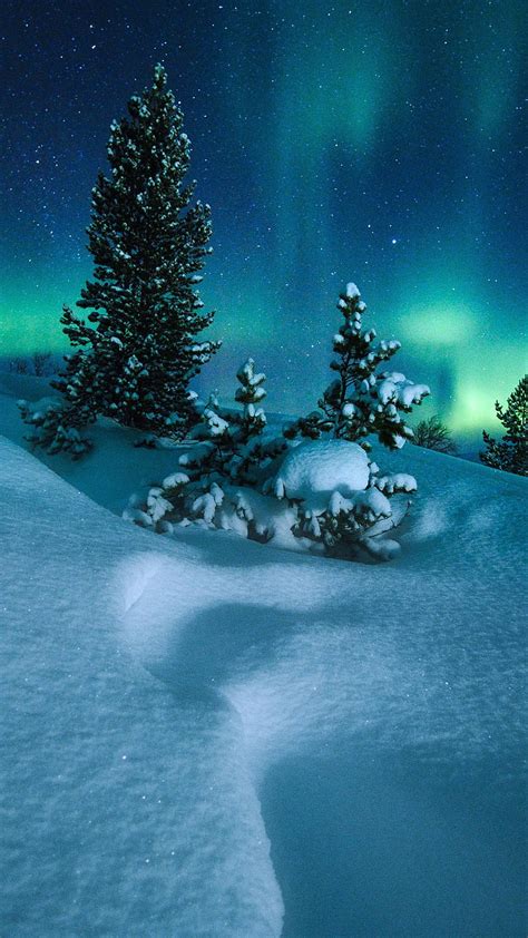 Northern Lights Northern Lights Arctic Norway Snow Tree Night Hd