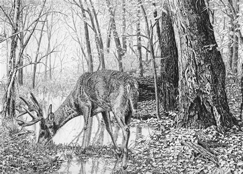 Whitetail Buck Drawing By Craig Carlson Fine Art America
