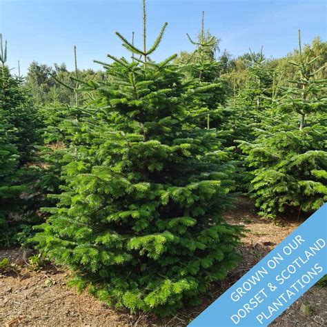 Luxury Nordman Fir Trinity Street Christmas Trees Dorset