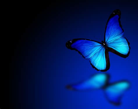 The Blue Butterfly The Now Word