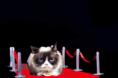 5 Things You Didnt Know About Grumpy Cat Cats Grumpy Cat Animals