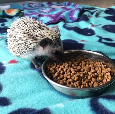 Penny Wiki Pet Hedgehogs Amino