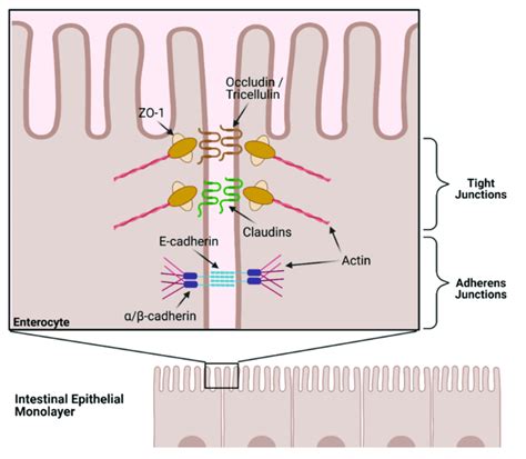 Schematic Of Tight Junction And Associated Proteins From The Intestinal